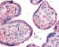 ITGB1 / Integrin Beta 1 / CD29 Antibody (Extracellular Domain)